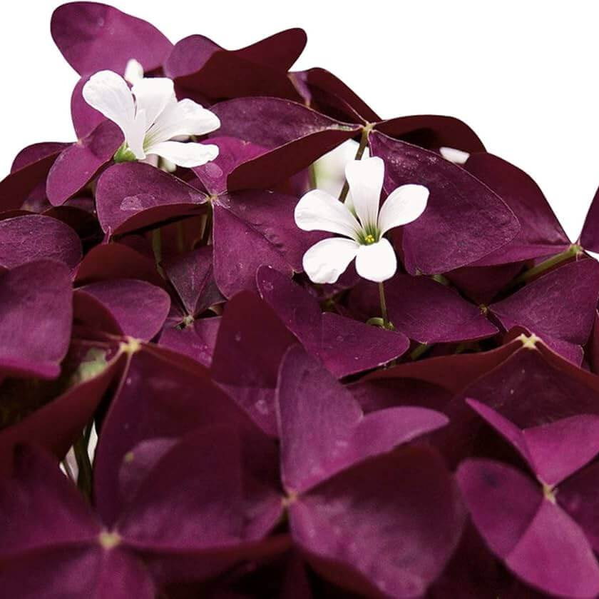 Oxalis Triangularis Seeds - Flower Plant