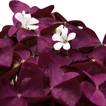 Oxalis Triangularis Seeds - Flower Plant