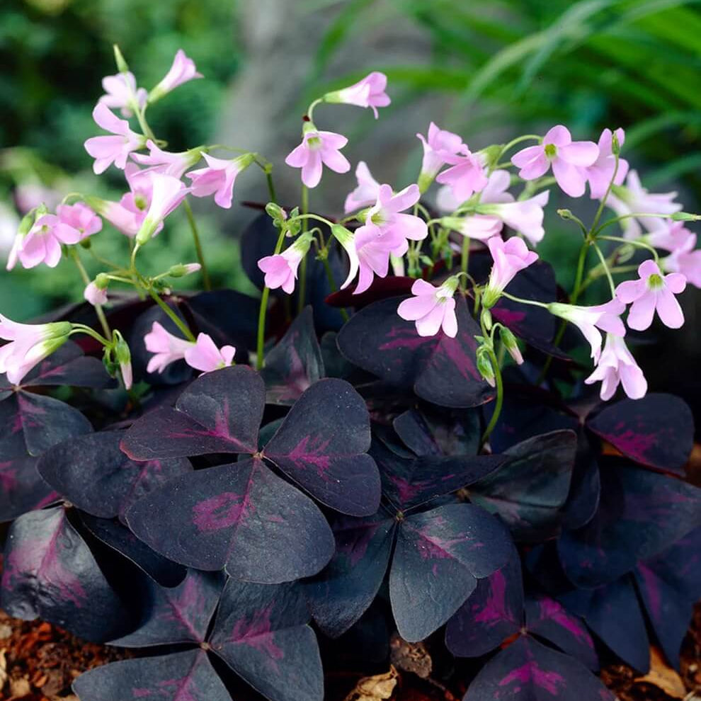 Oxalis Triangularis Seeds - Flower Plant
