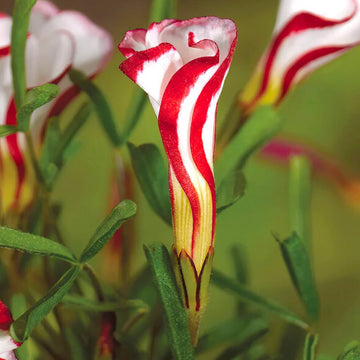 Oxalis Versicolor Seeds - Flower Plant