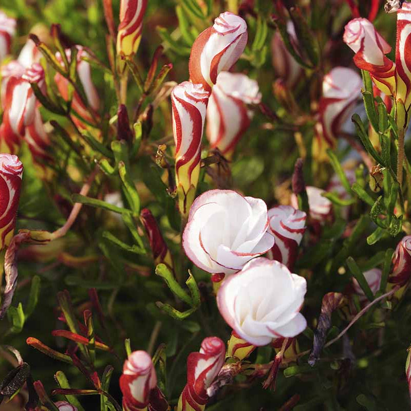 Oxalis Versicolor Seeds - Flower Plant