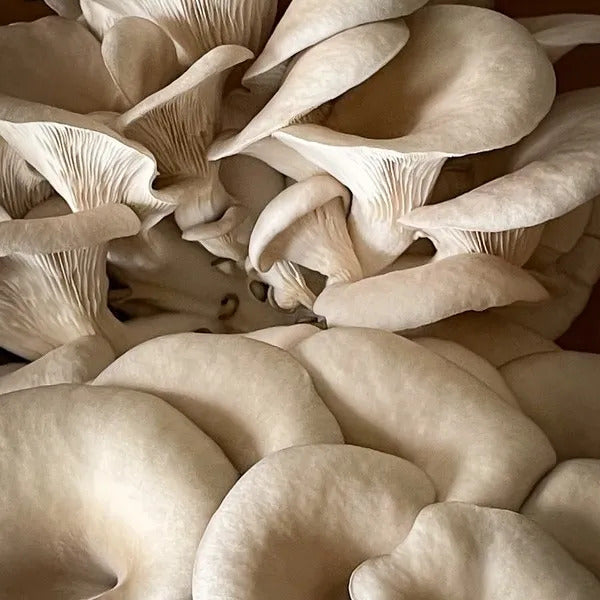 Oyster Mushroom Seeds