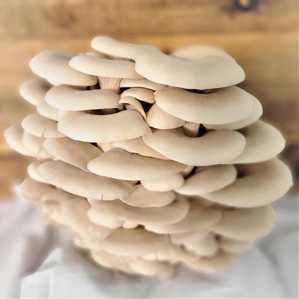 Oyster Mushroom Seeds