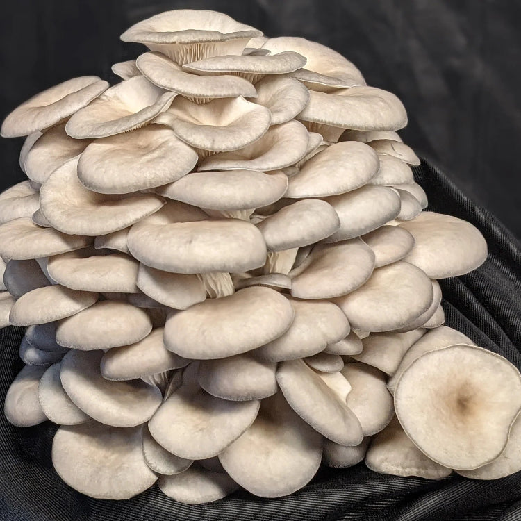 Oyster Mushroom Seeds