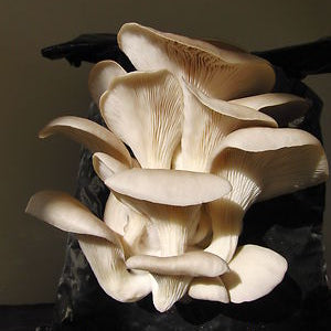 Oyster Mushroom Seeds