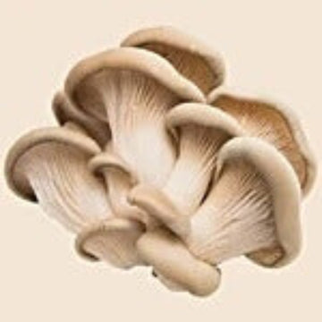 Oyster Mushroom Spawn 