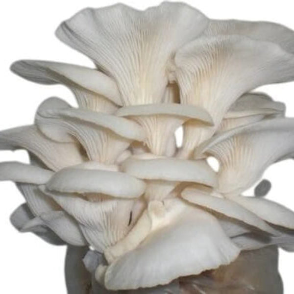 Oyster Mushroom Spawn 