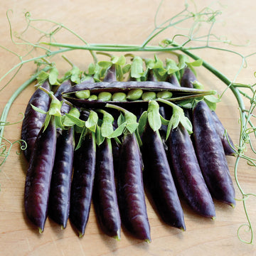 Snap Pea Seeds – Sugar Magnolia