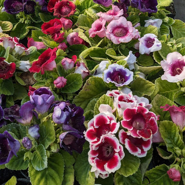 Sinningia Speciosa Seeds – Gloxinia