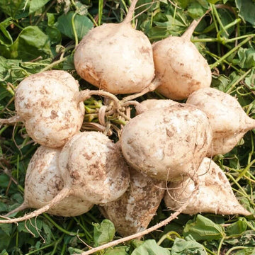 Pachyrhizus Erosus Seeds - Vegetable Plant