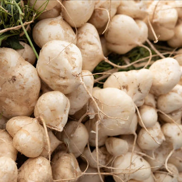 Pachyrhizus Erosus Seeds - Vegetable Plant