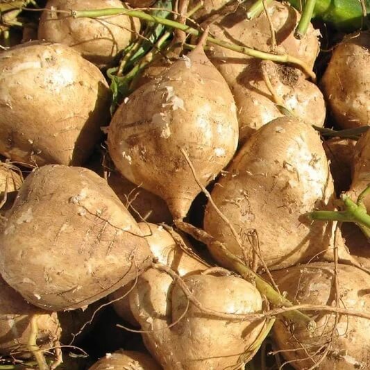 Pachyrhizus Erosus Seeds - Vegetable Plant