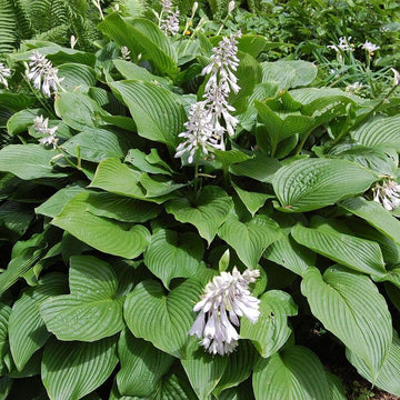 Pachysandra Seeds - Flower Plant for Home Gardens