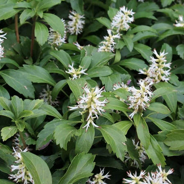 Pachysandra Seeds - Flower Plant for Home Gardens
