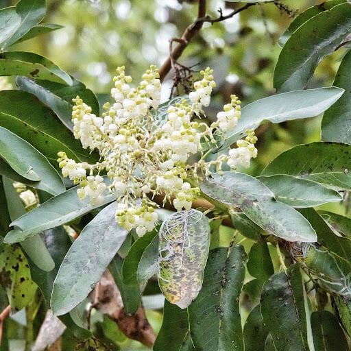 Pacific Madrone Tree Seeds - Flower Plant
