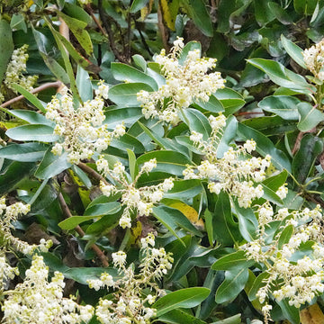 Pacific Madrone Tree Seeds - Flower Plant