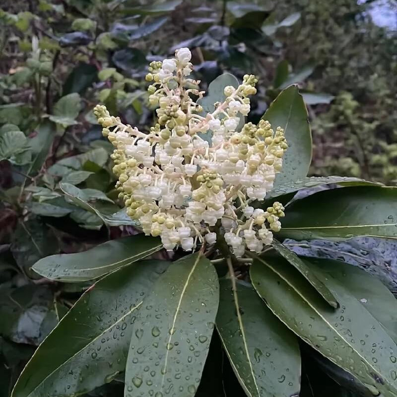 Pacific Madrone Tree Seeds - Flower Plant