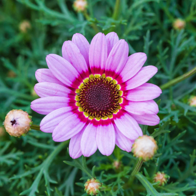 Painted Daisy Seeds