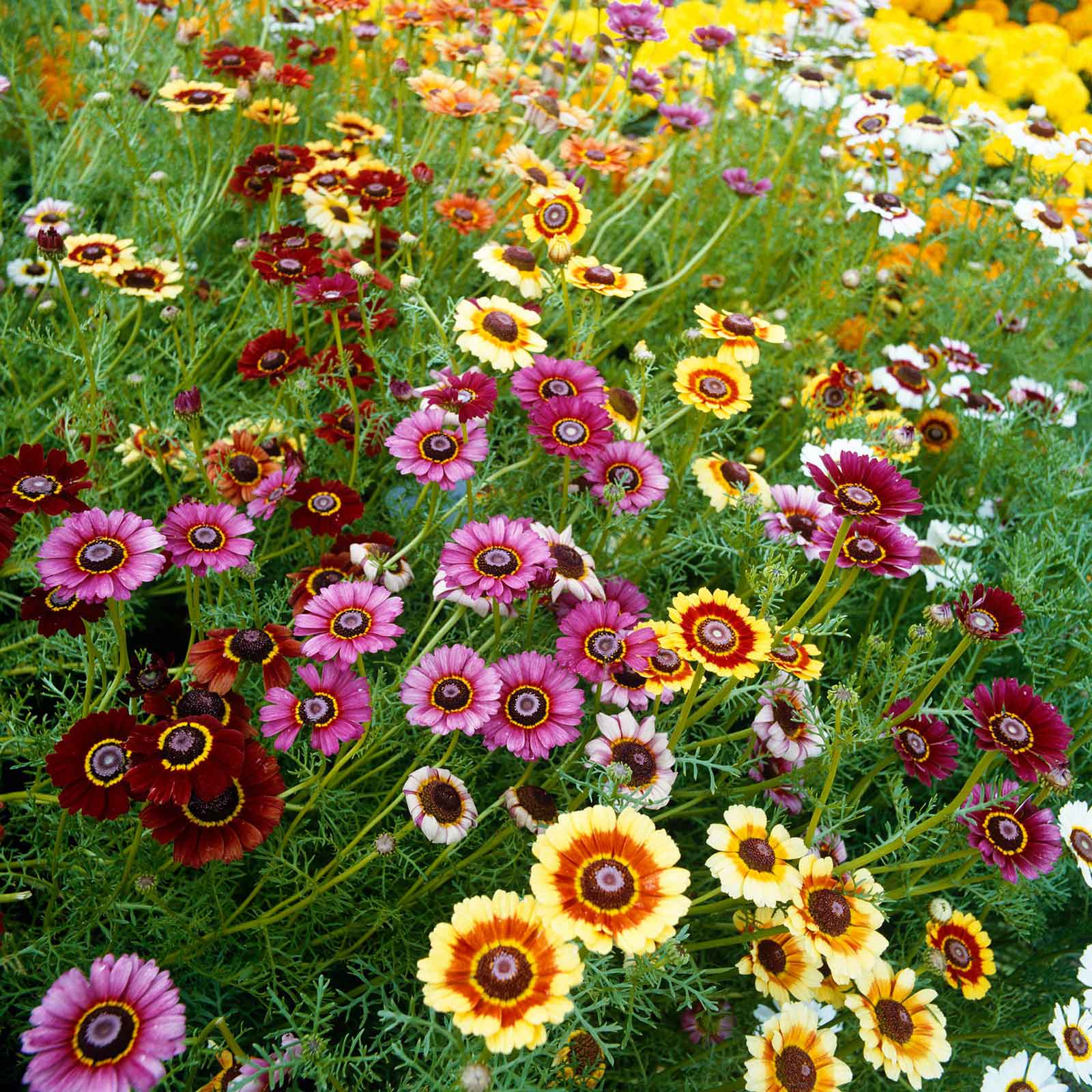 Painted Daisy Seeds