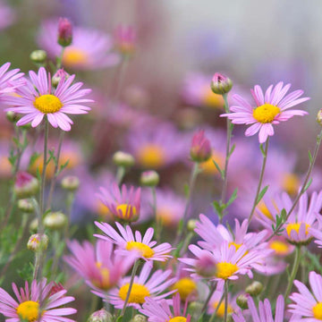 Painted Daisy Seeds