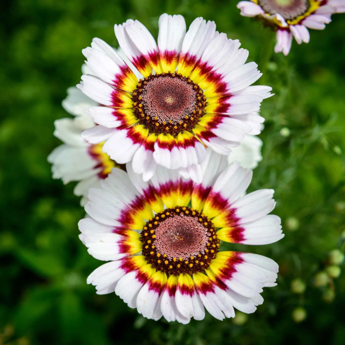Painted Daisy Seeds