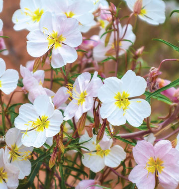 Pale Evening Primrose Seeds