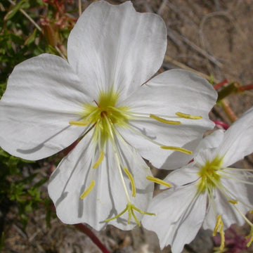 Pale Evening Primrose Seeds 
