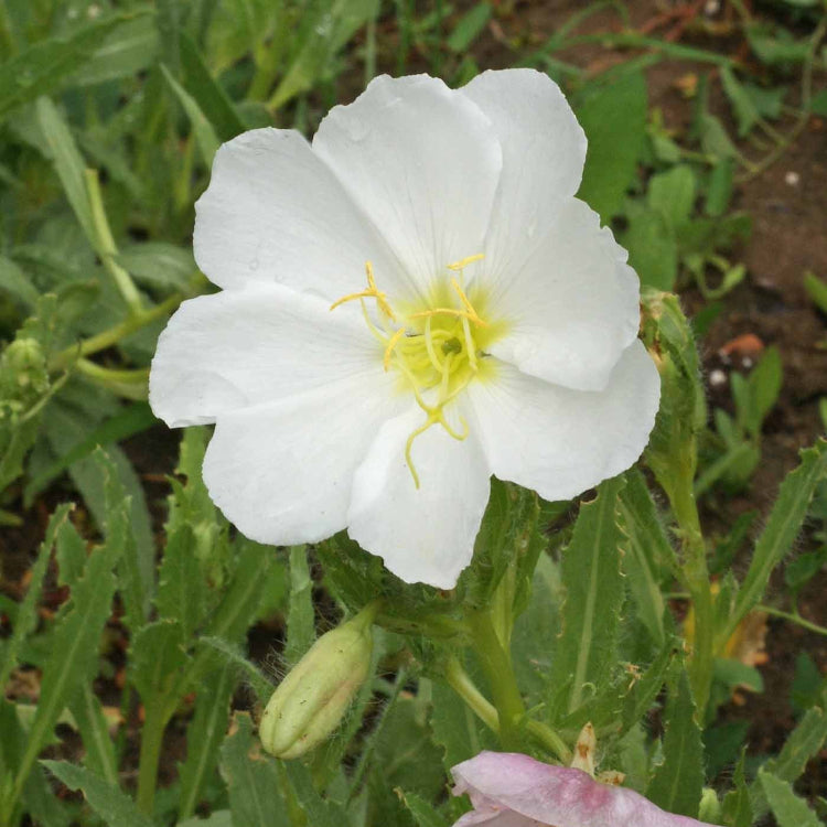 Pale Evening Primrose Seeds 
