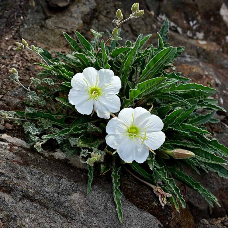 Pale Evening Primrose Seeds 