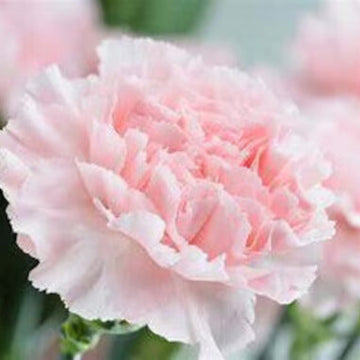 Pale Pink Carnation Seeds