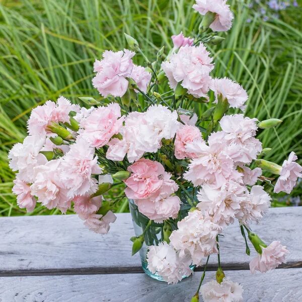 Pale Pink Carnation Seeds