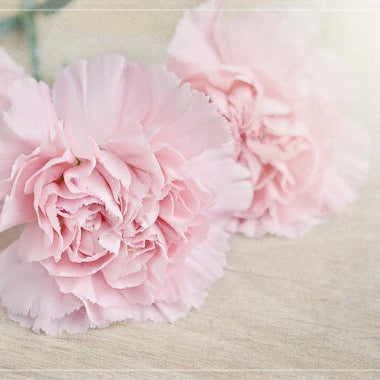 Pale Pink Carnation Seeds