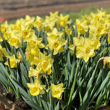 Pale Yellow Daffodil Seeds 