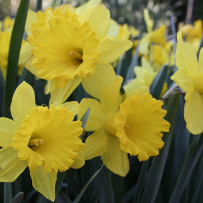 Pale Yellow Daffodil Seeds 