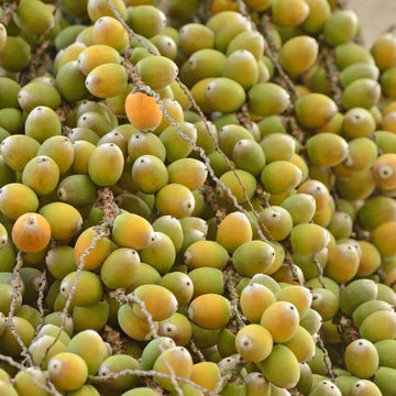 Palm Nuts Seeds - Fruit Plant