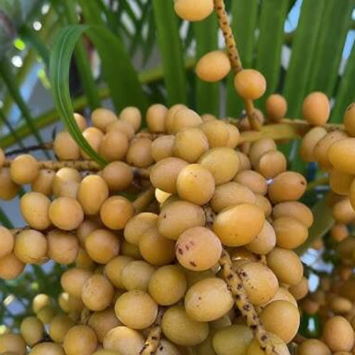 Palm Nuts Seeds - Fruit Plant