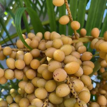 Palm Nuts Seeds - Fruit Plant