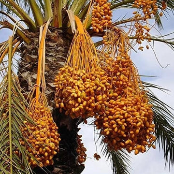 Palm Seeds - All In One For Home Gardens