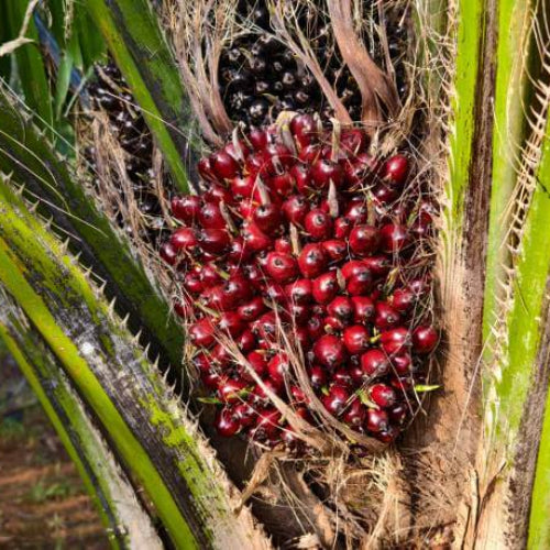 Palm Seeds - All In One For Home Gardens