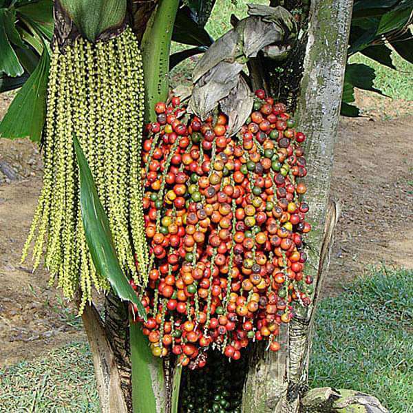 Palm Seeds - All In One For Home Gardens