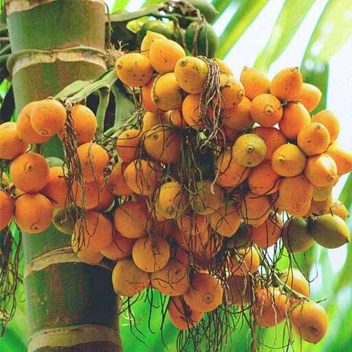 Palm Seeds - Fruit Plant for Home Gardens