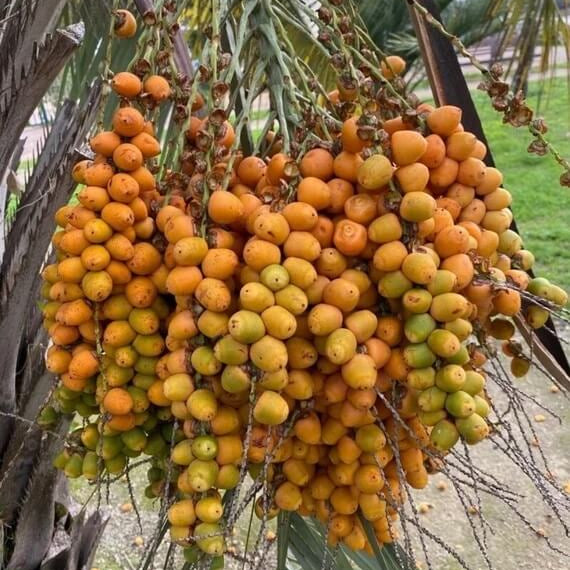 Palm Seeds - Fruit Plant for Home Gardens