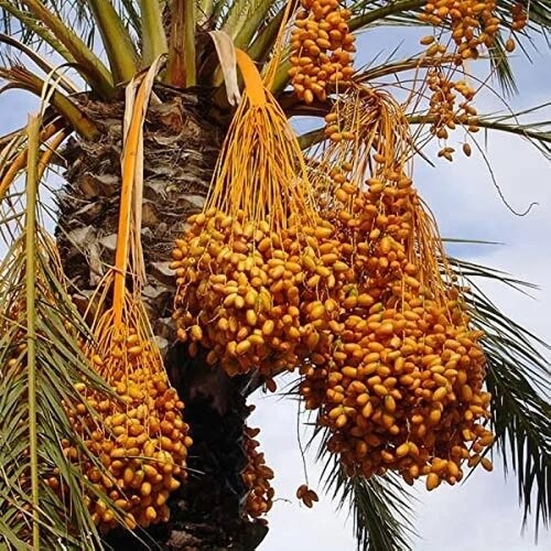Palm Seeds - Fruit Plant for Home Gardens