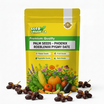 Palm Seeds - Phoenix Roebelenii Pygmy Date