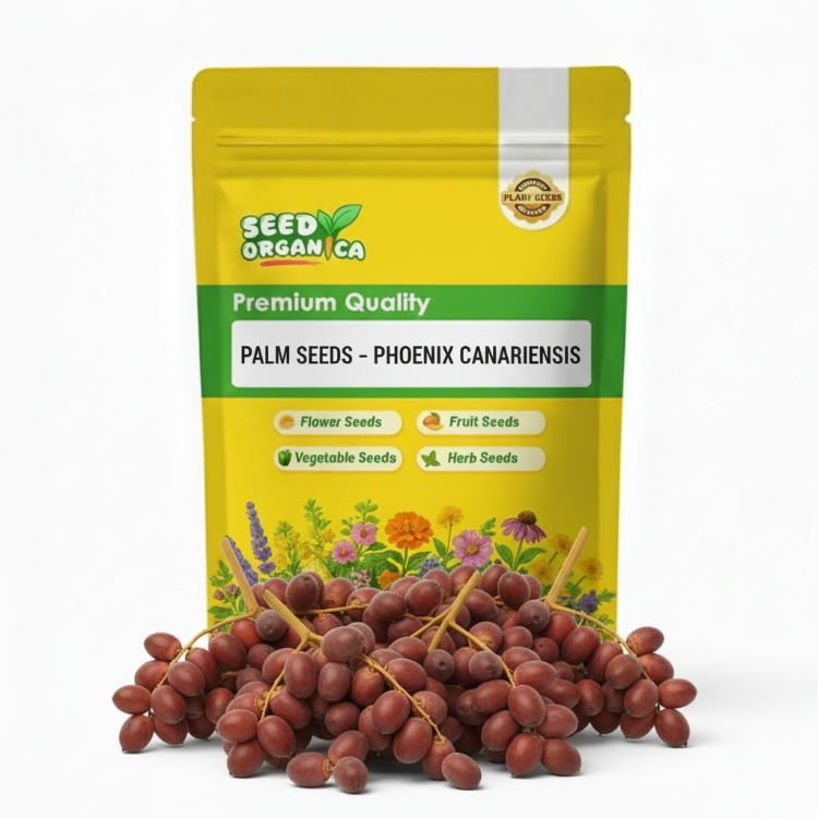 Palm Seeds – Phoenix Canariensis