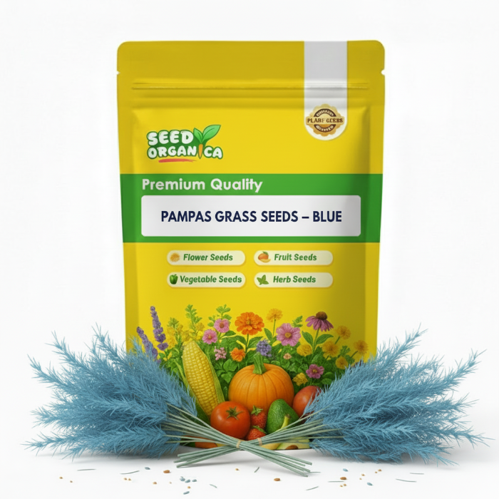 Pampas Grass Seeds – Blue