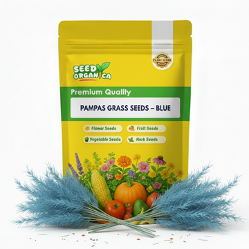 Pampas Grass Seeds – Blue