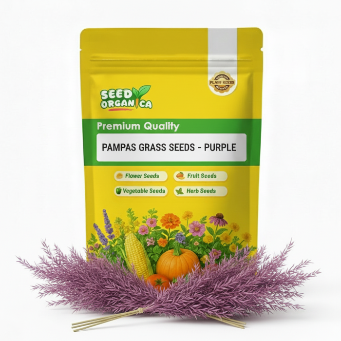 Pampas Grass Seeds – Purple
