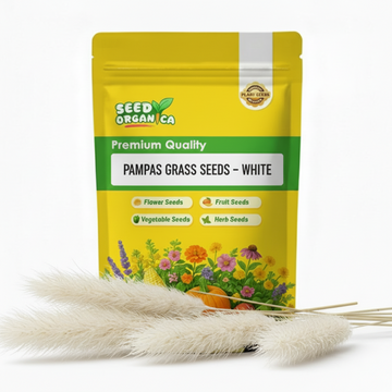 Pampas Grass Seeds – White