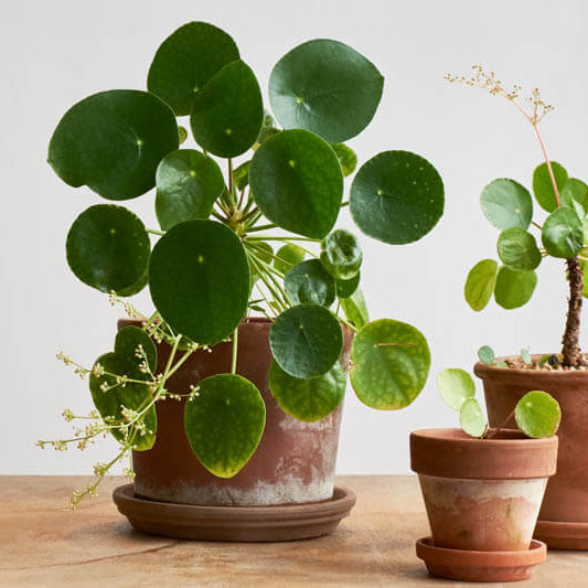 Pancake Plant Seeds